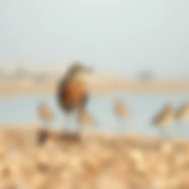 Birdlife at Al Qudra Lakes Diverse birdlife around Al Qudra Lakes