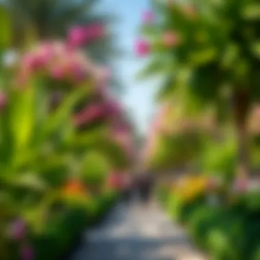 Pathways in Dubai Miracle Garden Visitors enjoying a stroll through the lush pathways of the garden