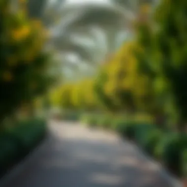 Lush Greenery in Local Park Lush greenery at a local park in Ras Al Khaimah