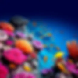 Vibrant coral reef teeming with marine life in Dubai
