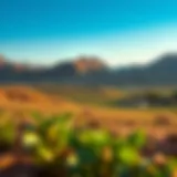 Vast landscape of Hatta Farms showcasing diverse agricultural practices