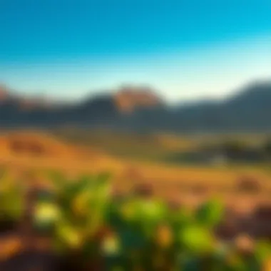 Vast landscape of Hatta Farms showcasing diverse agricultural practices