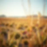 Vast expanse of Sahara Meadows showcasing diverse flora