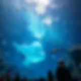 Stunning underwater view of the Dubai Aquarium