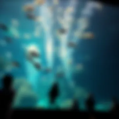Notable Understanding Dubai Aquarium Time Notable Understanding Dubai Aquarium Time